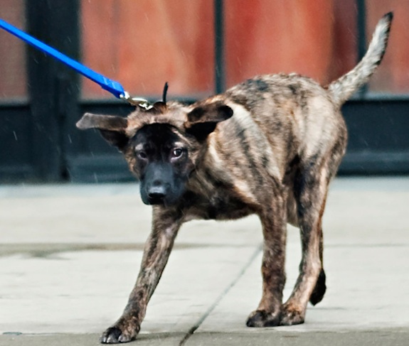 Robert-Pattinson-dog